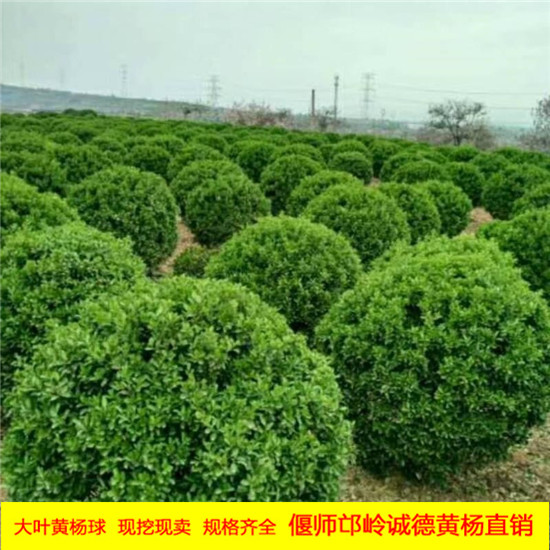 大叶黄杨球